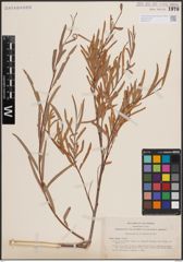 Foto von Salix exigua Nutt.